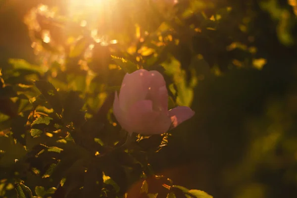 Sun rays through bokeh leaves. Evening sunset background — Stock Photo, Image