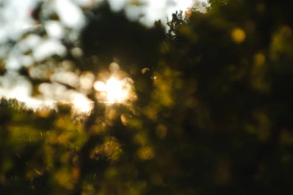 Sun rays through bokeh leaves. Evening sunset background — Stock Photo, Image