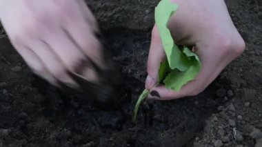 Bir kız yere yakın plan lahana fideleri ekiyor. Yüksek kalite 4k görüntü