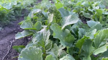 Yeşil turp yaprakları hastalıktan etkilenir.