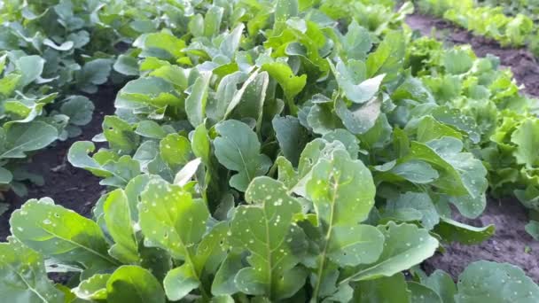 Foglie Ravanello Verde Sono Colpite Dalla Malattia — Video Stock