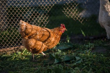 Batan güneşin ışınlarında arka planı bulanık bir çiftlikteki tavuklar..