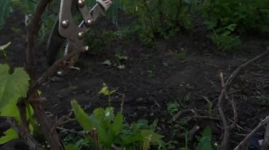 A gardener prunes dry branches of grapes in a village with a secateurs in a country house with a blurred background. High quality 4k footage