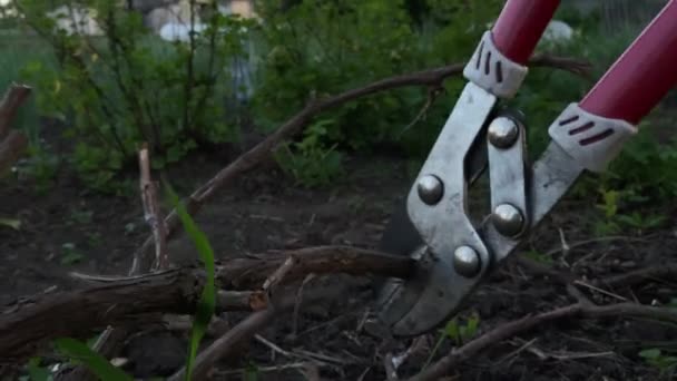 Jardineiro Poda Ramos Secos Uvas Uma Aldeia Com Uma Tesoura — Vídeo de Stock