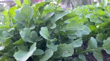 Yeşil turp yaprakları hastalıktan etkilenir.