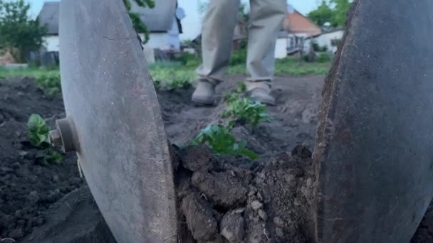 Egy Férfi Országban Manuálisan Erősíti Krumpliültetvényt — Stock videók