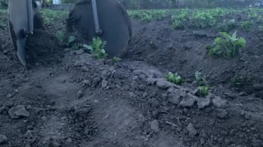 Ülkedeki bir adam, bir patates çiftliğini elle güçlendiriyor..