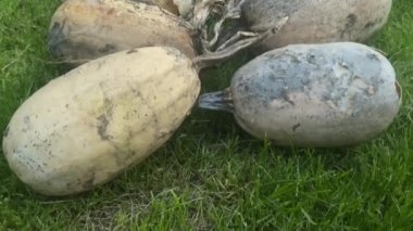 Yeşil çimlerin üzerinde eski kuru balkabakları. Yüksek kalite 4k görüntü