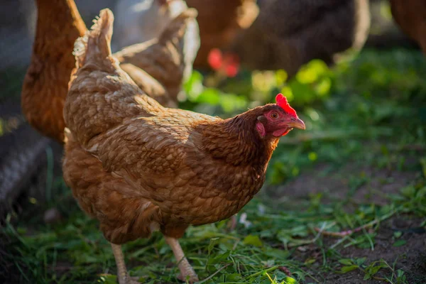 Batan güneşin ışınlarında arka planı bulanık bir çiftlikteki tavuklar..