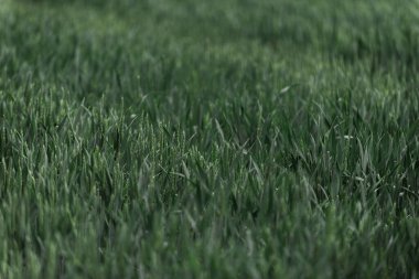 Yeşil buğday tarlası. Yüksek kalite fotoğraf