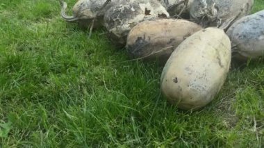 Yeşil çimlerin üzerinde eski kuru balkabakları. Yüksek kalite 4k görüntü