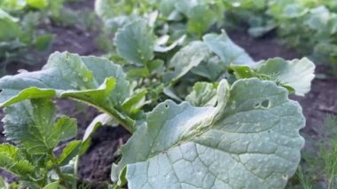 Yeşil turp yaprakları hastalıktan etkilenir.