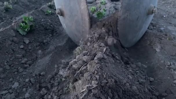 Hombre País Fortalece Manualmente Una Plantación Patatas — Vídeo de stock