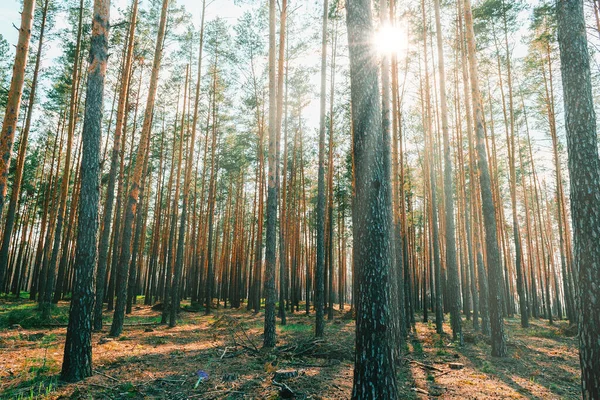 Сонячний Літній День Сосновому Лісі — стокове фото