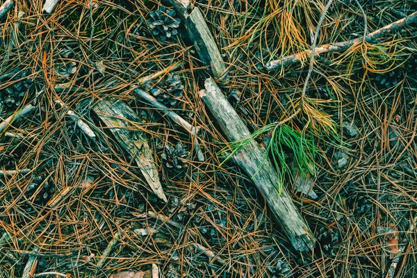 Texture Dry Needles Pine Forest Coniferous Background — ストック写真