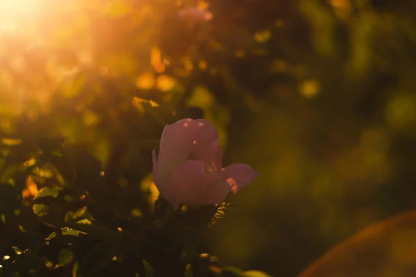 Zonnestralen Door Bokeh Bladeren Avondzonsondergang Achtergrond — Stockfoto