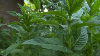 Nane yaprakları bir yaz akşamı rüzgarda sallanıyor. Arka planda bulanıklık olan yavaş çekim. Yüksek kalite 4k görüntü