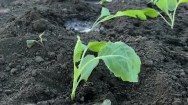 Bir kız yere yakın plan lahana fideleri ekiyor. Yüksek kalite 4k görüntü