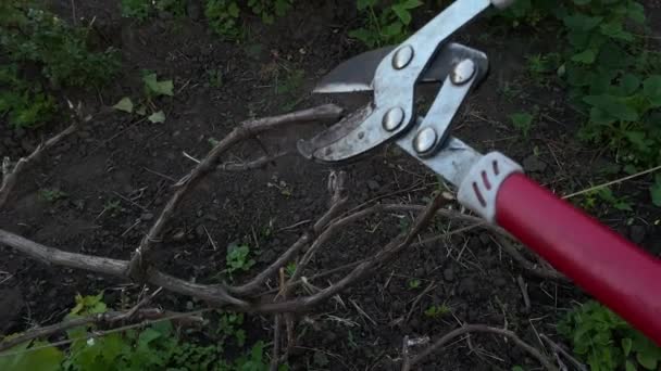 Trockene Traubenzweige Mit Einer Baumschere Zurückschneiden Hochwertiges Filmmaterial — Stockvideo