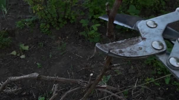 Poda Ramas Uva Seca Con Una Tijera Poda Imágenes Alta — Vídeos de Stock