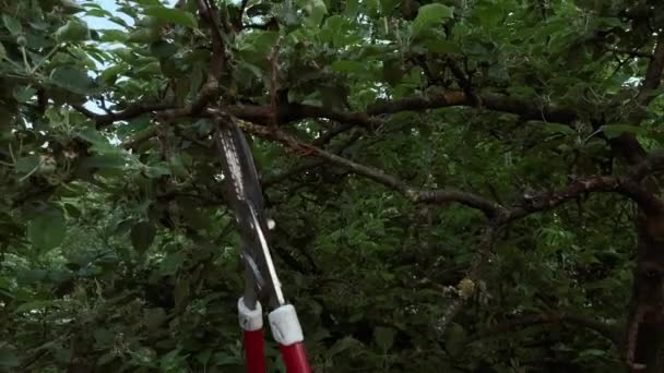 Pruning Dry Grape Branches Pruning Shear High Quality Footage — Stock Video
