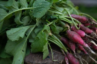Sebze bahçesinden gelen taze turplar. Arka planda bulanık tahta bir kütük üzerinde. Yüksek kalite fotoğraf
