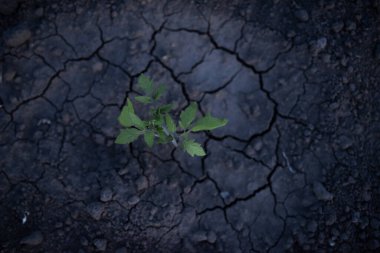 Genç yeşil domatesler kuru toprakta çatlaklar içinde. Yüksek kalite fotoğraf