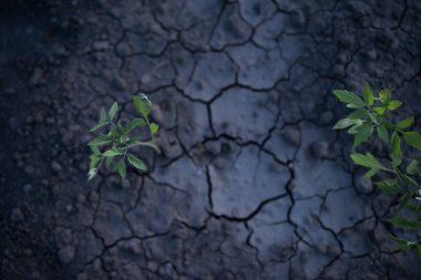 Genç yeşil domatesler kuru toprakta çatlaklar içinde. Yüksek kalite fotoğraf