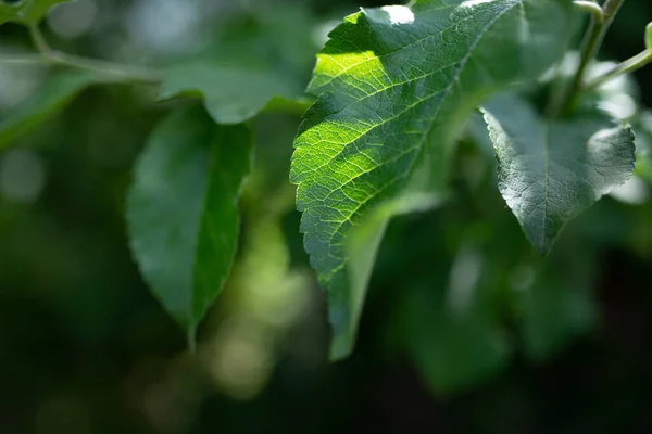 Green Apple Leaf Green Blurry Background Sunny Day High Quality — Fotografia de Stock