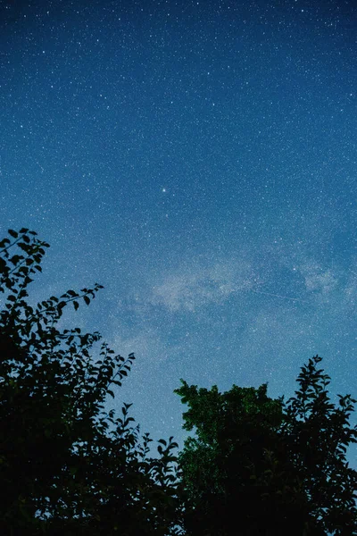 Starry Sky Summer Meadow Tree High Level Noise — Foto de Stock