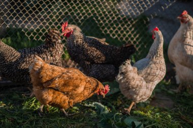 Batan güneşin ışınlarında arka planı bulanık bir çiftlikteki tavuklar..