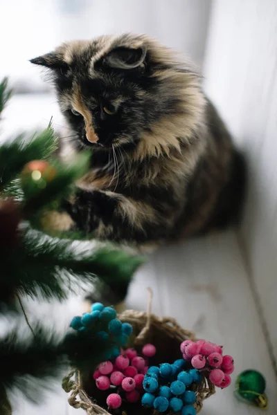 Fluffy cat plays with New Year\'s toys on the Christmas tree. On a white background.