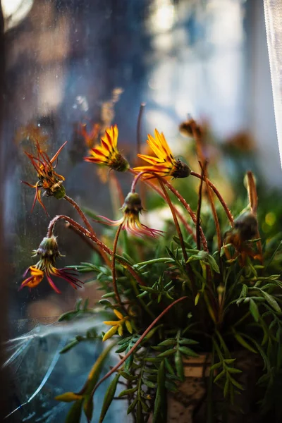 Осінні Квіти Горщику Підвіконні Біля Старого Вікна Променях Вечірнього Сонця — стокове фото