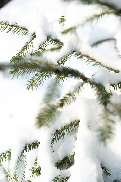 Christmas Tree Branches Young Spruce Snow White Snowy Blurred Background Royalty Free Stock Photos