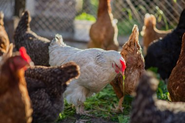 Batan güneşin ışınlarında arka planı bulanık bir çiftlikteki tavuklar..