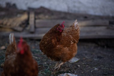 Batan güneşin ışınlarında arka planı bulanık bir çiftlikteki tavuklar..