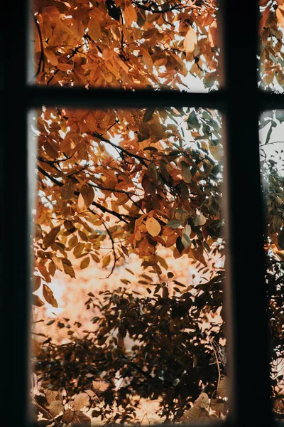 Alberi Gialli Autunno Foglie Fuori Dalla Finestra — Foto Stock