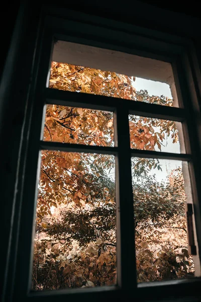 Autumn yellow trees, leaves outside the window