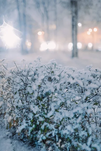 Prima Neve Nella Città Notte Con Uno Sfondo Sfocato Alla Foto Stock Royalty Free
