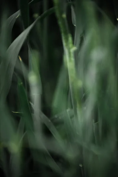 Зелена Пшениця Пшеничному Полі Крупним Планом Фон Пшениці — стокове фото