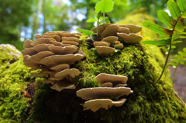 Δάσος μύκητα — Φωτογραφία Αρχείου