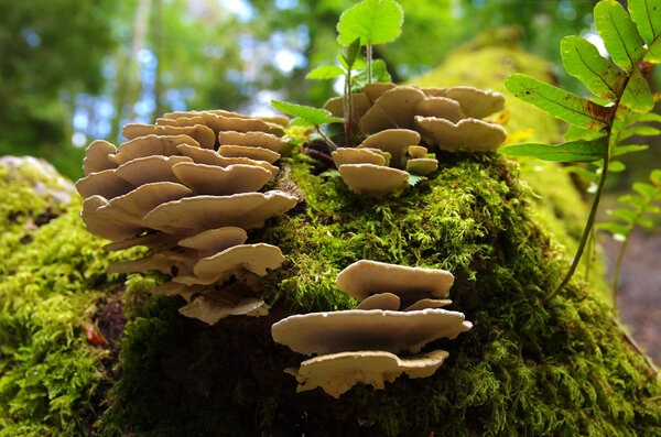 Forest Fungus