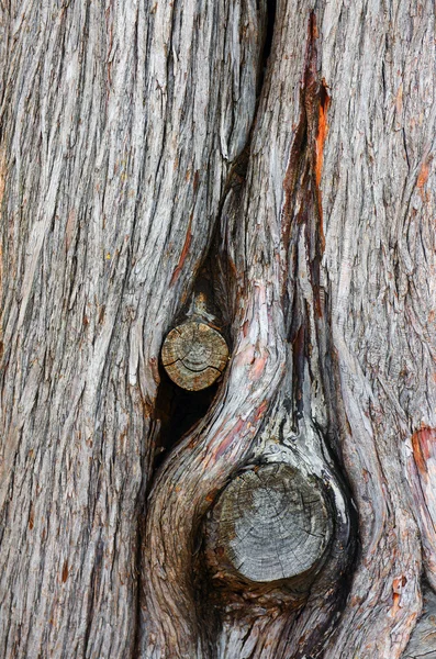 Trunk Knot — Stock Photo, Image