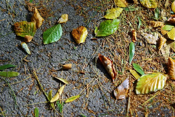 Hojas caídas —  Fotos de Stock