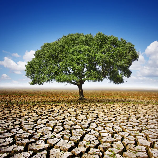 Árvore em terra seca — Fotografia de Stock