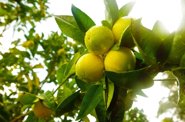 Ramo di limone — Foto Stock