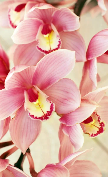 Orchidee — Foto Stock