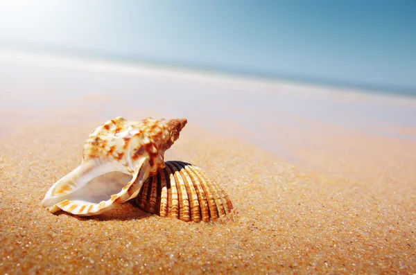 Seashell and Conch — Stock Photo, Image