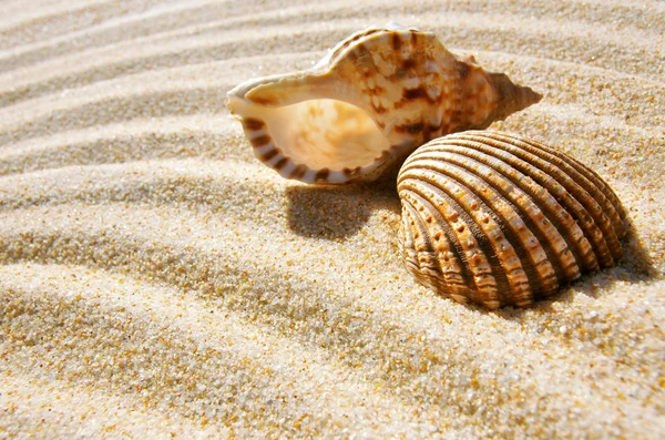 Seashell en conch — Stockfoto