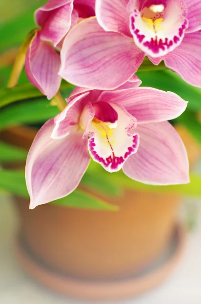 Orchidee — Foto Stock